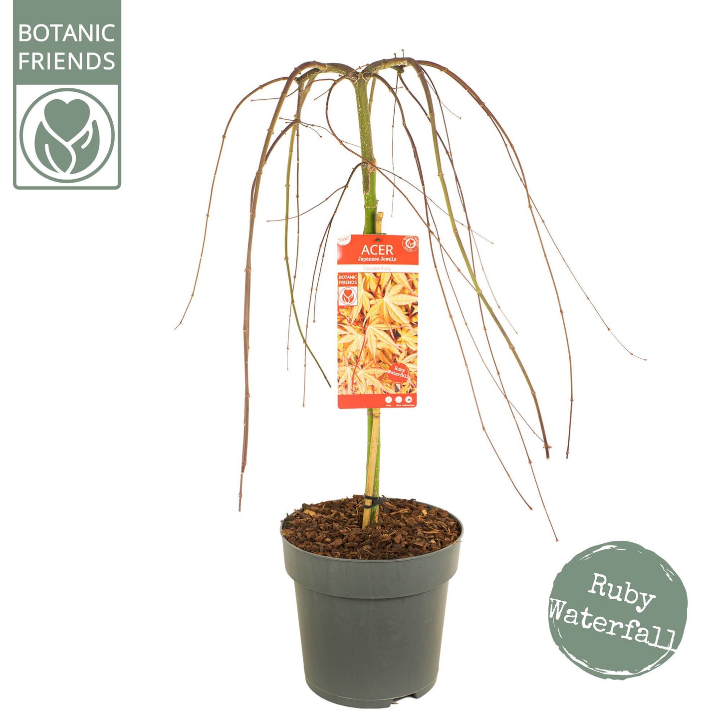 Acer palm. Cascade Ruby 100cm 29cm Pot