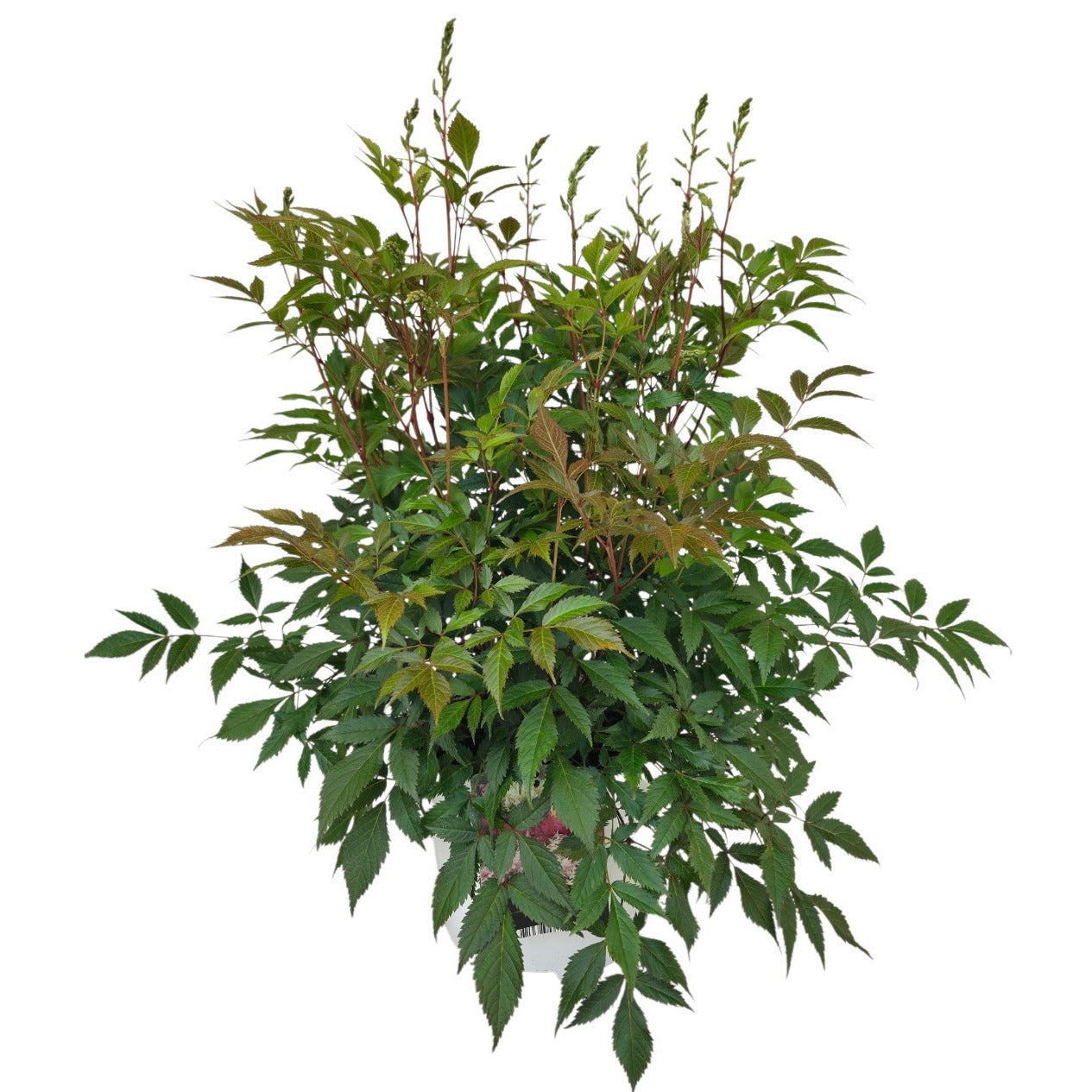 Astilbe white 60cm 23cm Pot