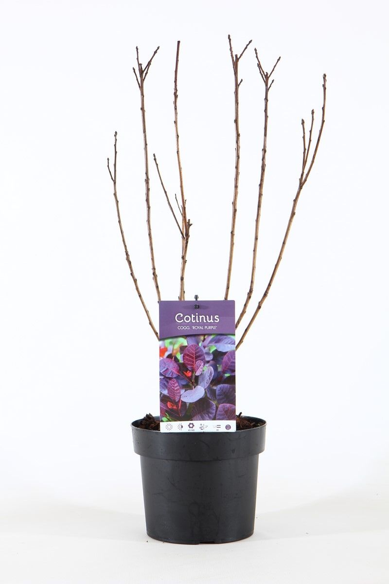 Cotinus cog. Royal Purple 45cm 19cm Pot