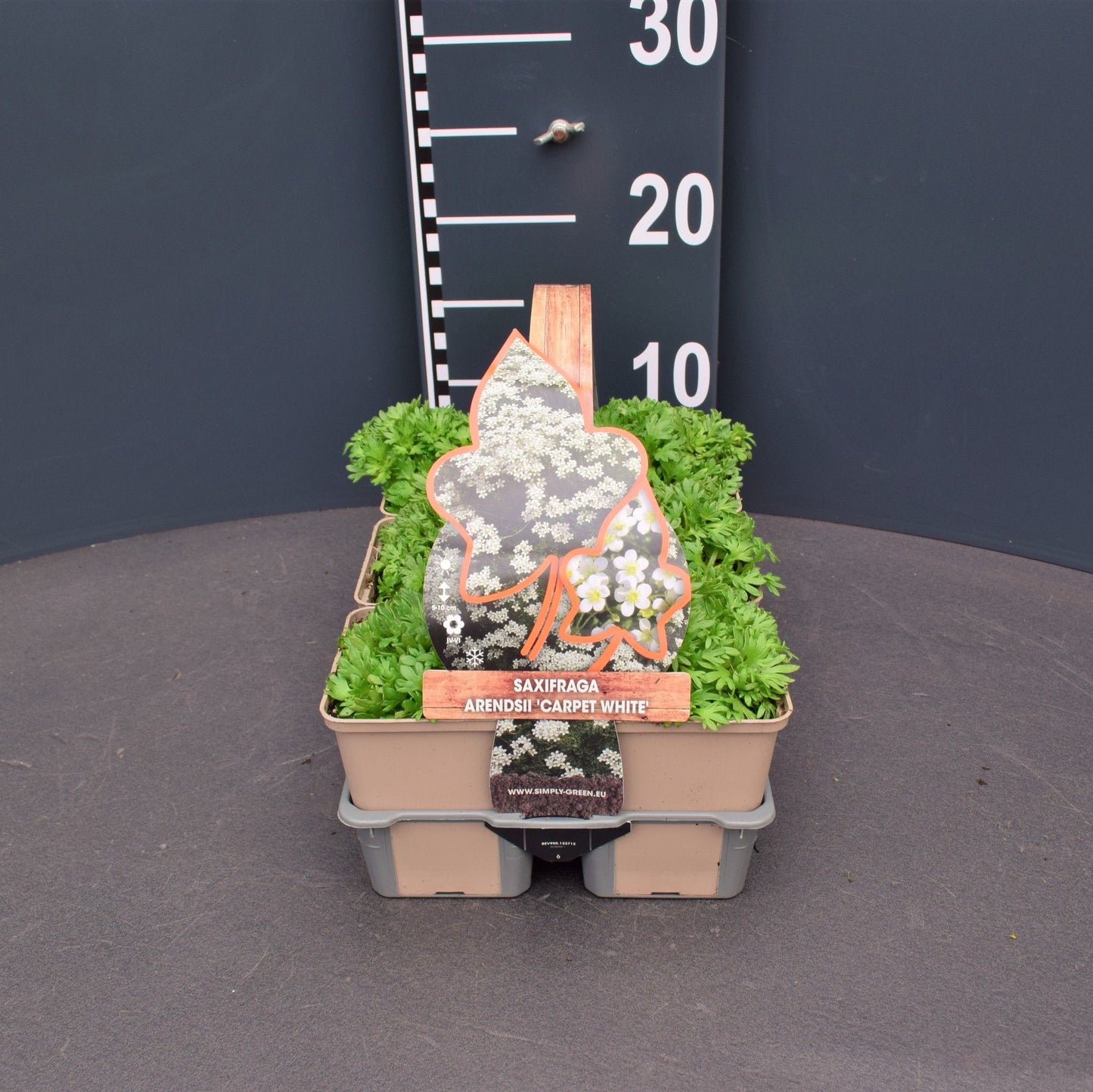 Saxifraga white 6-pack 5cm 9cm Pot