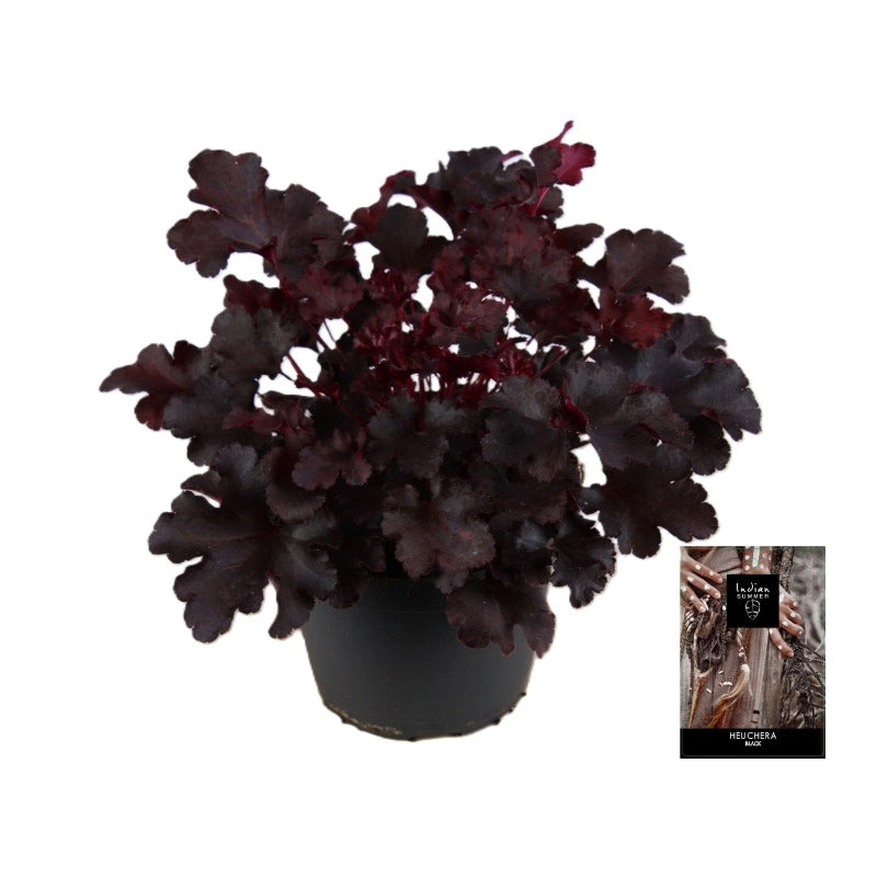 Heuchera Indian Summer Black 25cm 15cm Pot