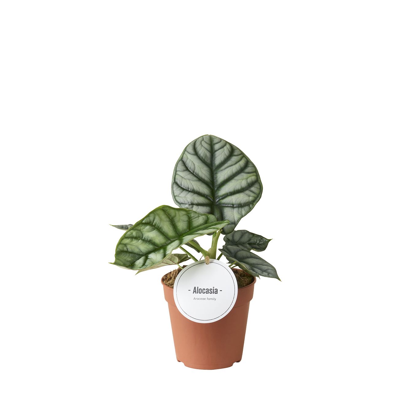 Alocasia Silver Dragon 25cm 12cm Pot