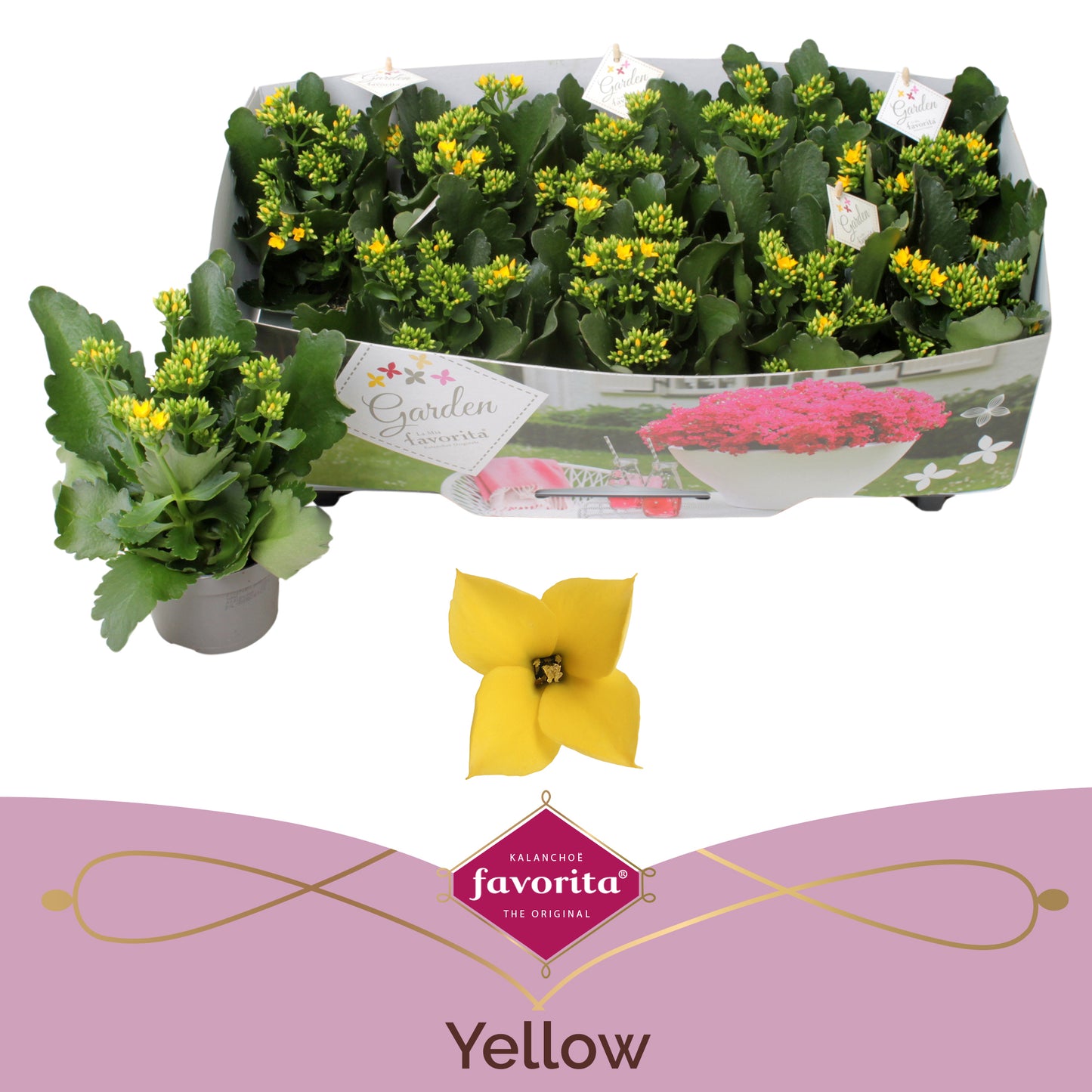 Kalanchoe patio yellow 22cm 510cm Pot