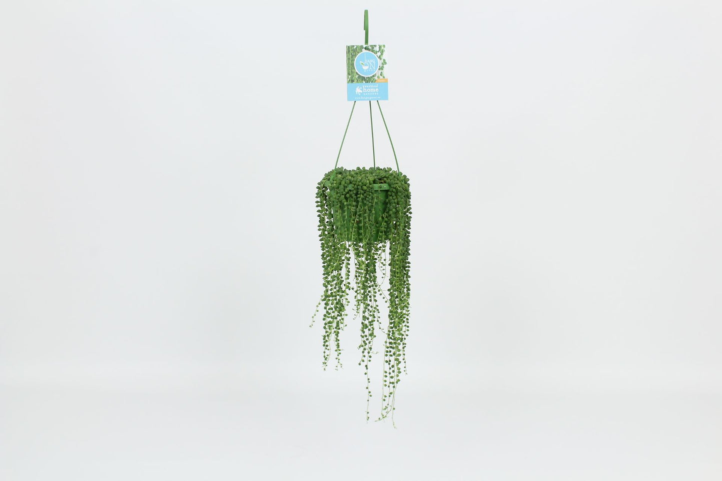 Senecio rowleyanus 30cm 14cm Pot