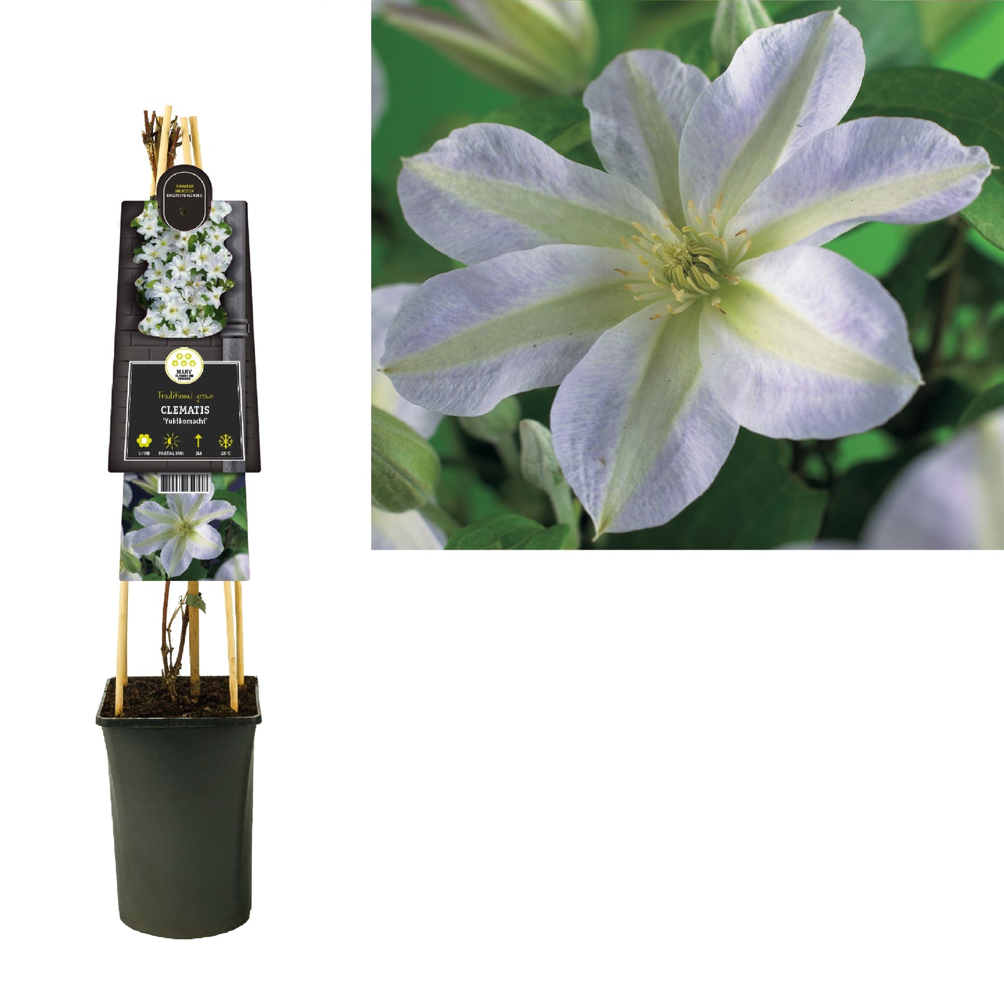 Clematis pat. Yukikomachi 75cm 17cm Pot