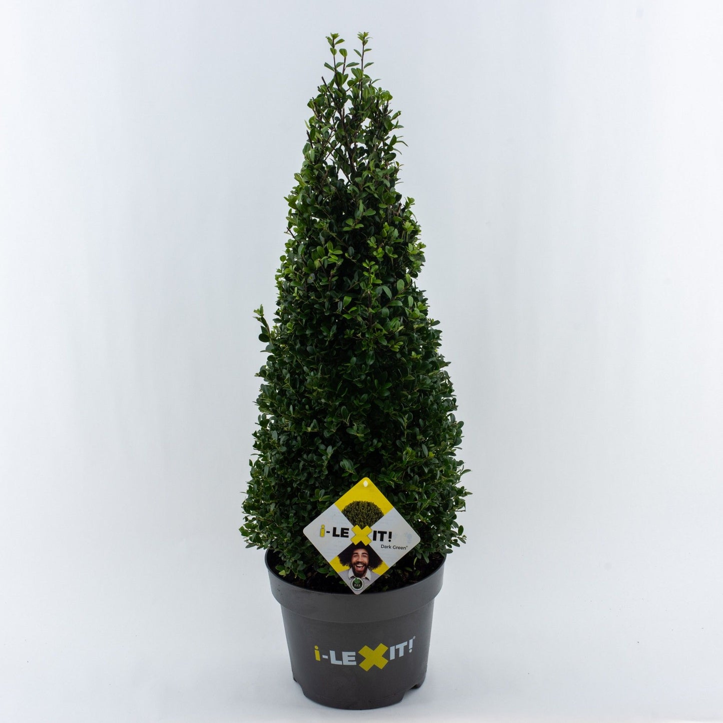 Ilex crenata Dark Green Pyramid 80cm 26cm Pot