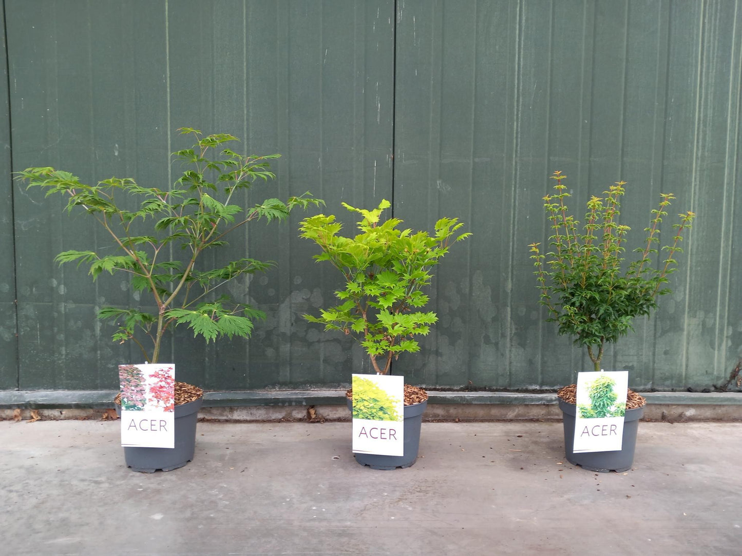 Acer palmatum mix 60cm 21cm Pot
