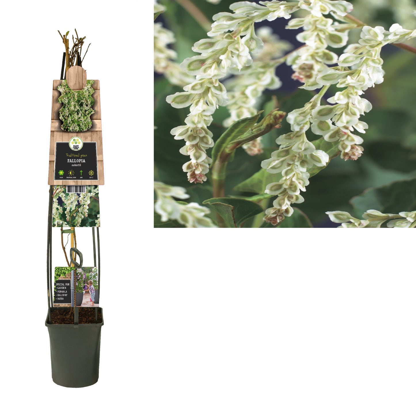 Fallopia aubertii 115cm 23cm Pot