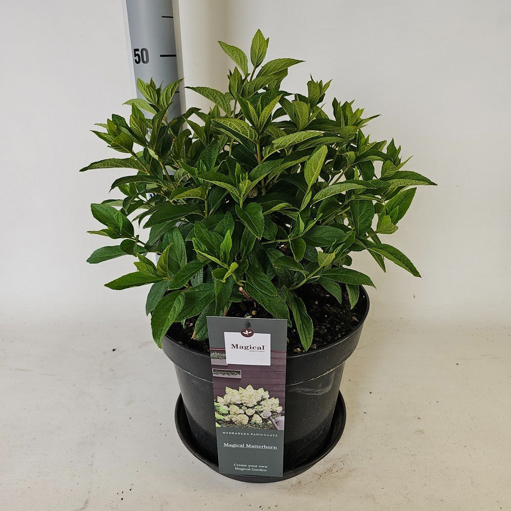 Hydrangea paniculata 80cm 29cm Pot