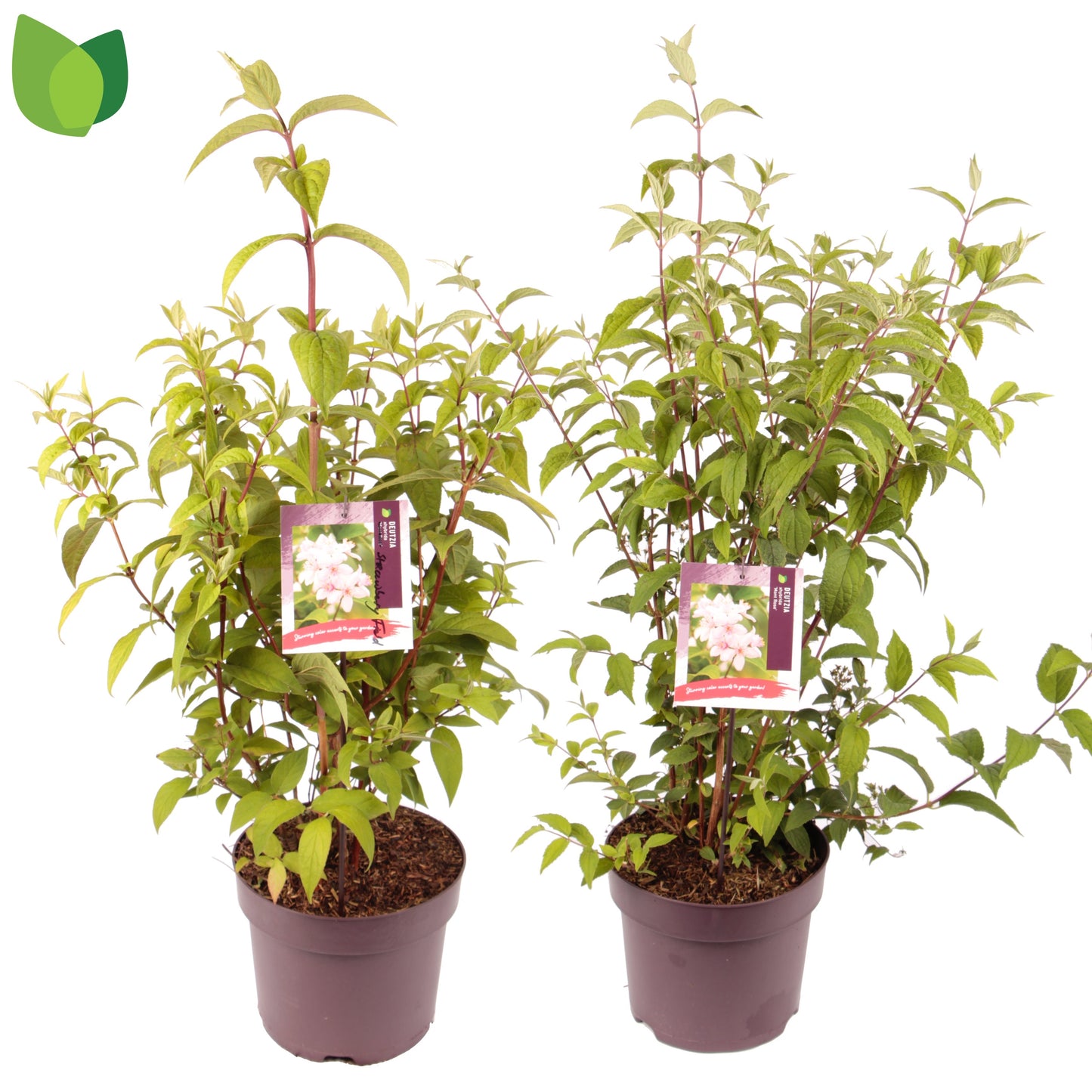 Deutzia 70cm 26cm Pot