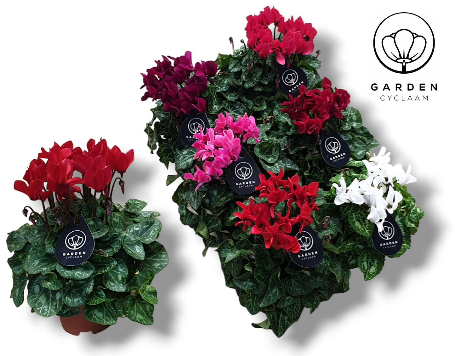 Cyclamen Garden mix 20cm 510cm Pot