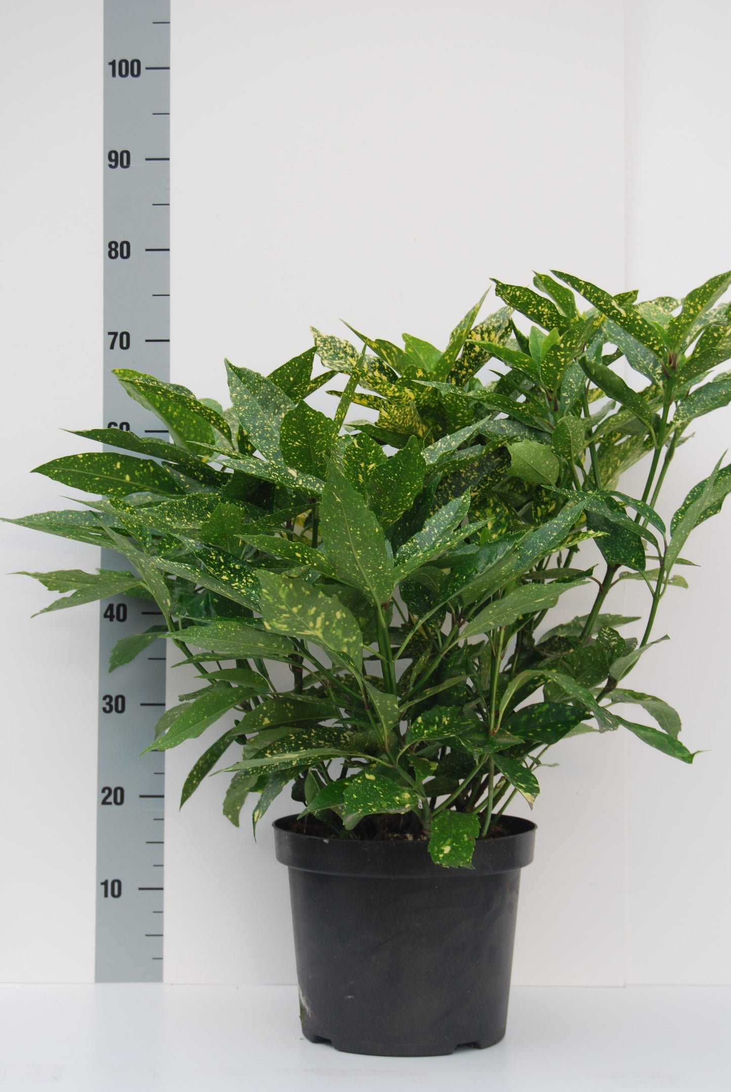 Aucuba jap. Variegata 50cm 27cm Pot