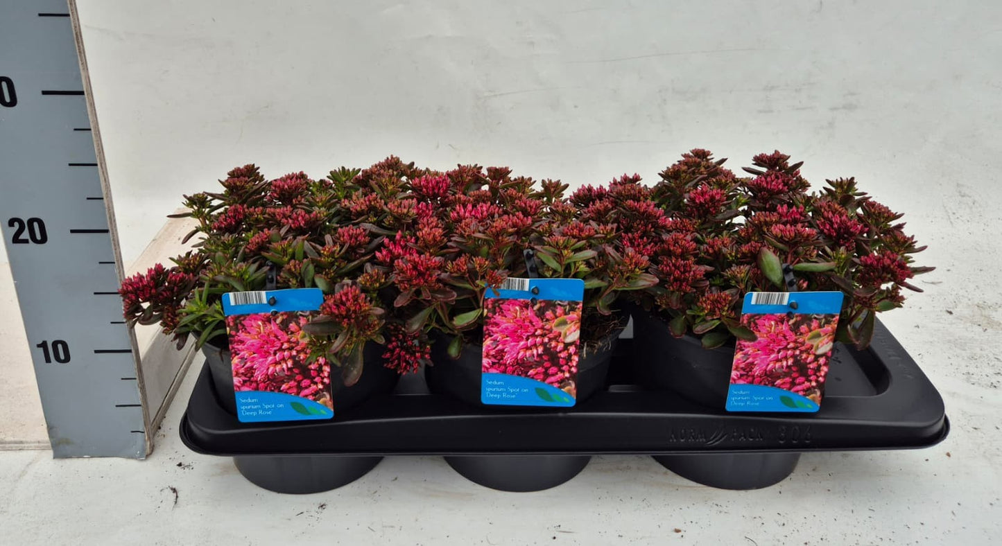 Sedum spurium 10cm 17cm Pot