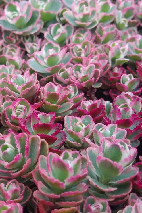 Sedum spurium Tricolor 30cm 19cm Pot