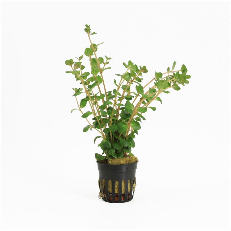 Rotala rotundifolia 10cm 5cm Pot