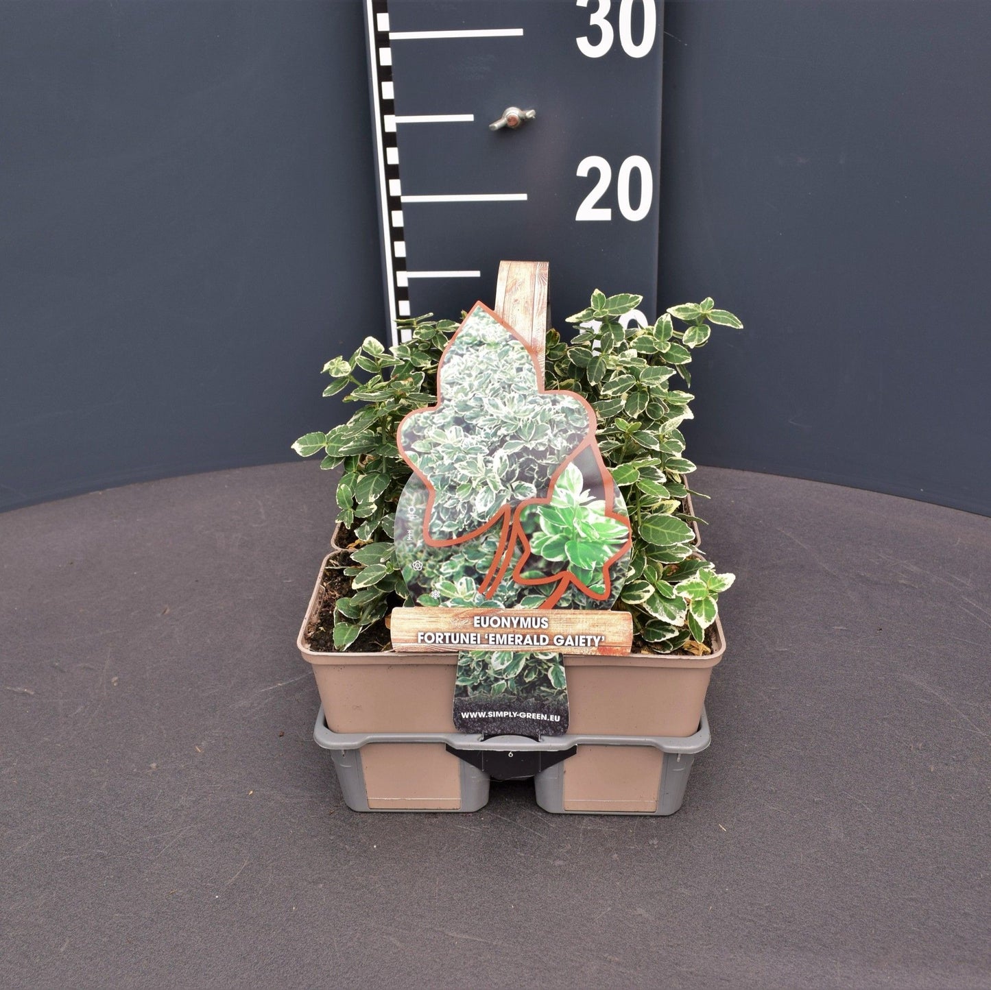 Euonymus Emer. Gaiety 6-pack 5cm 9cm Pot