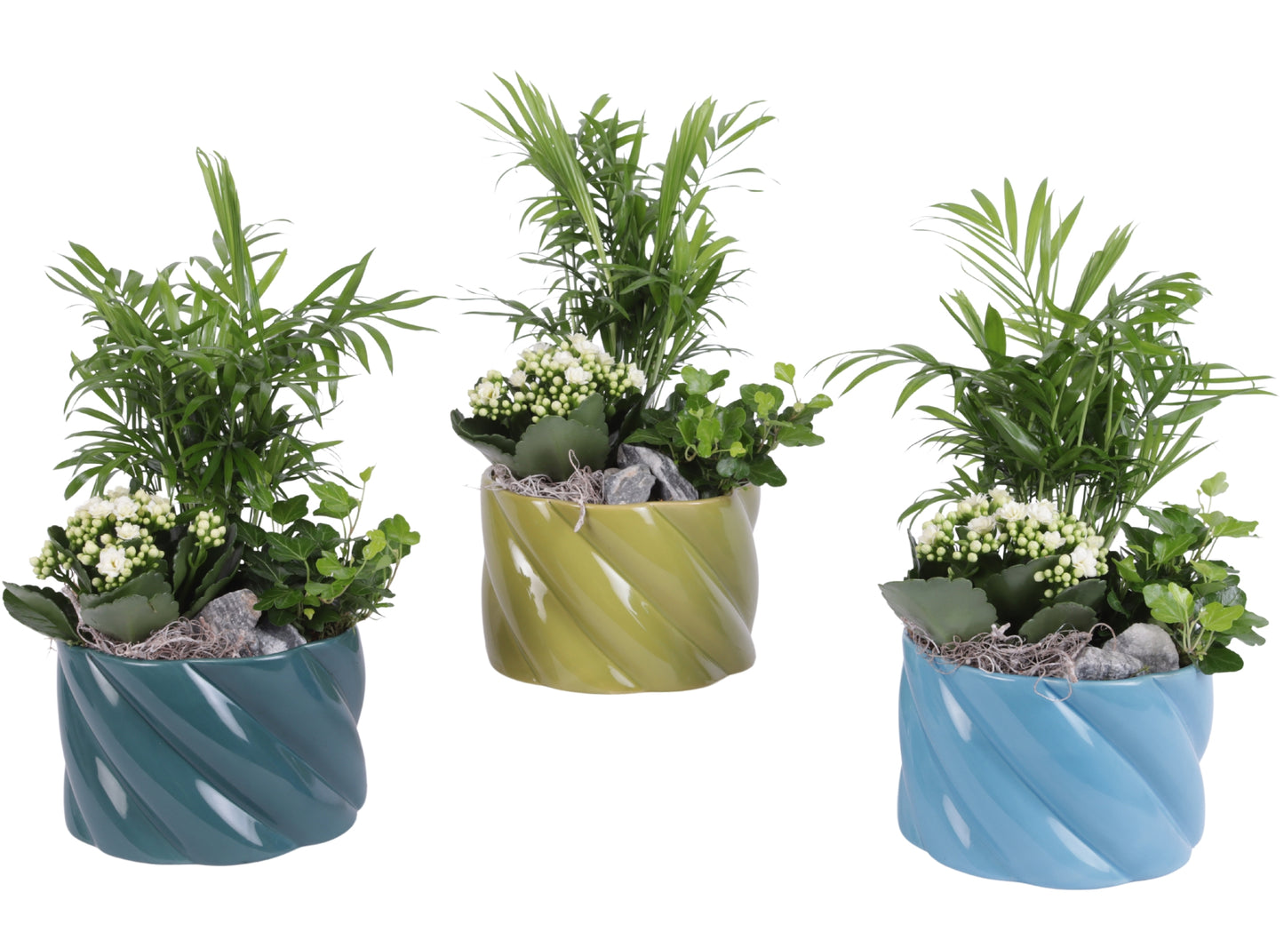 arr. Kamerplanten YR617K0674 35cm 17cm Pot