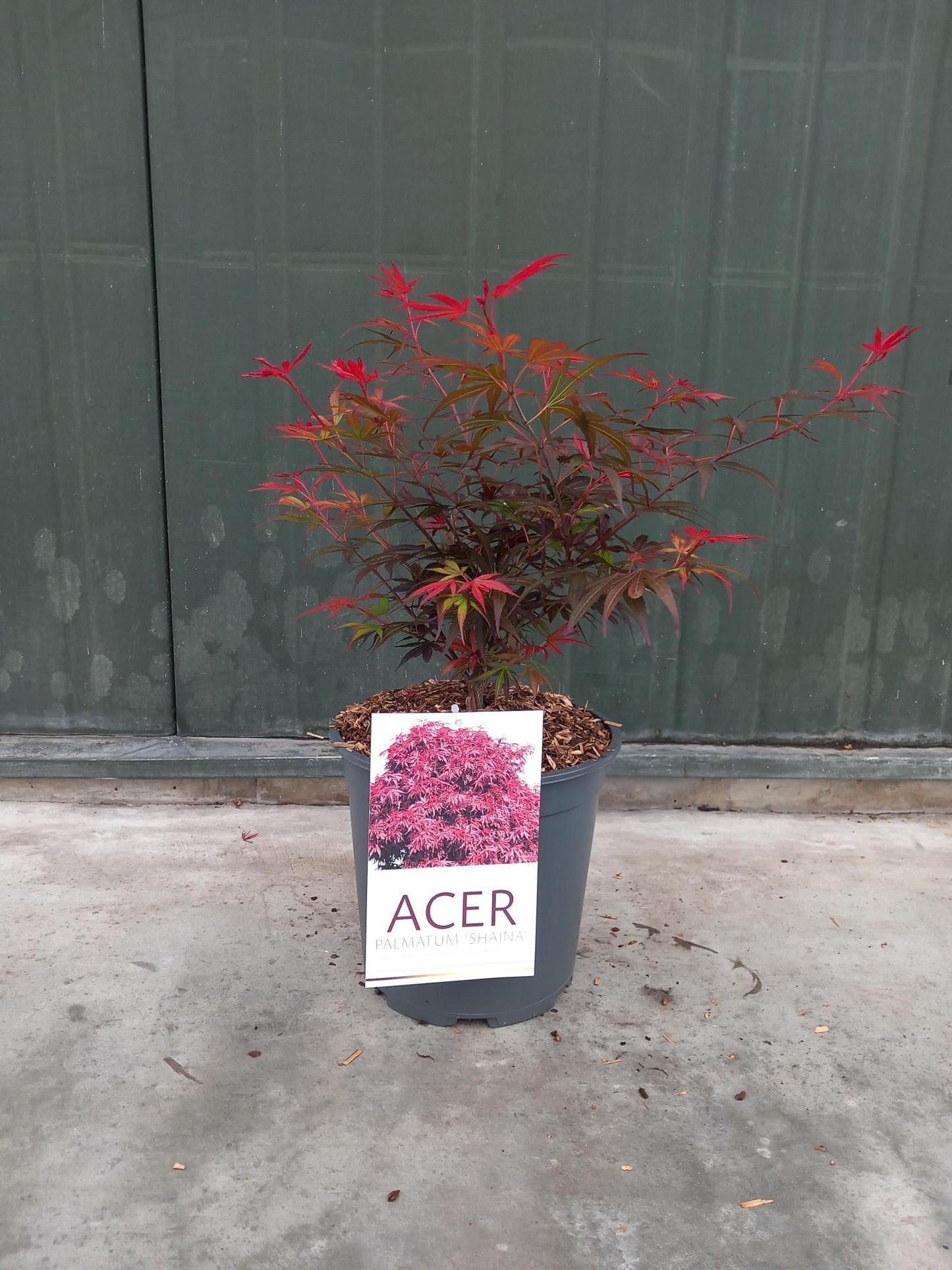 Acer palm. Shaina 80cm 24cm Pot