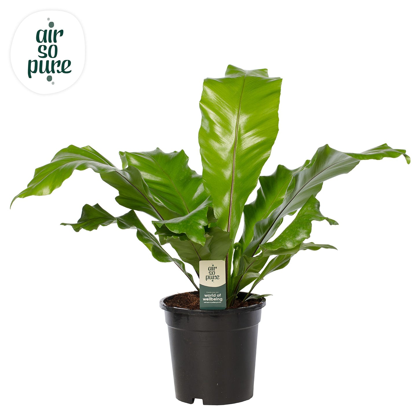 Asplenium nidus 60cm 17cm Pot