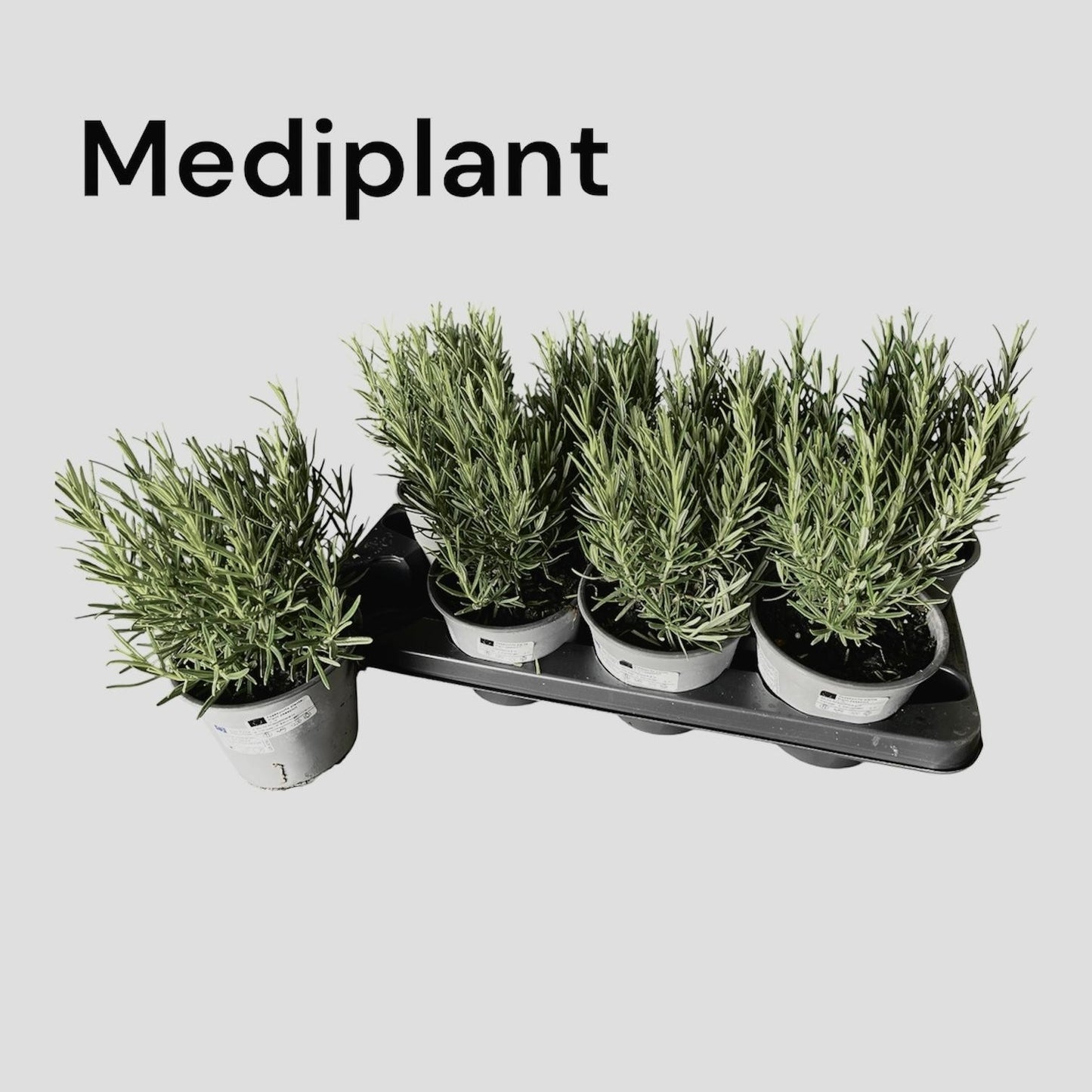 Rosmarinus officinalis (Rosemary) 15cm 14cm Pot