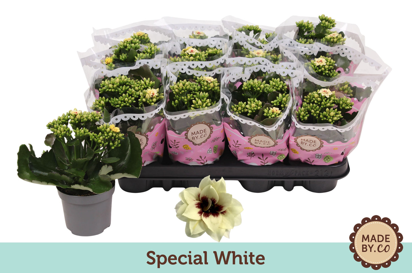 Kalanchoe Special Special White 19cm 9cm Pot