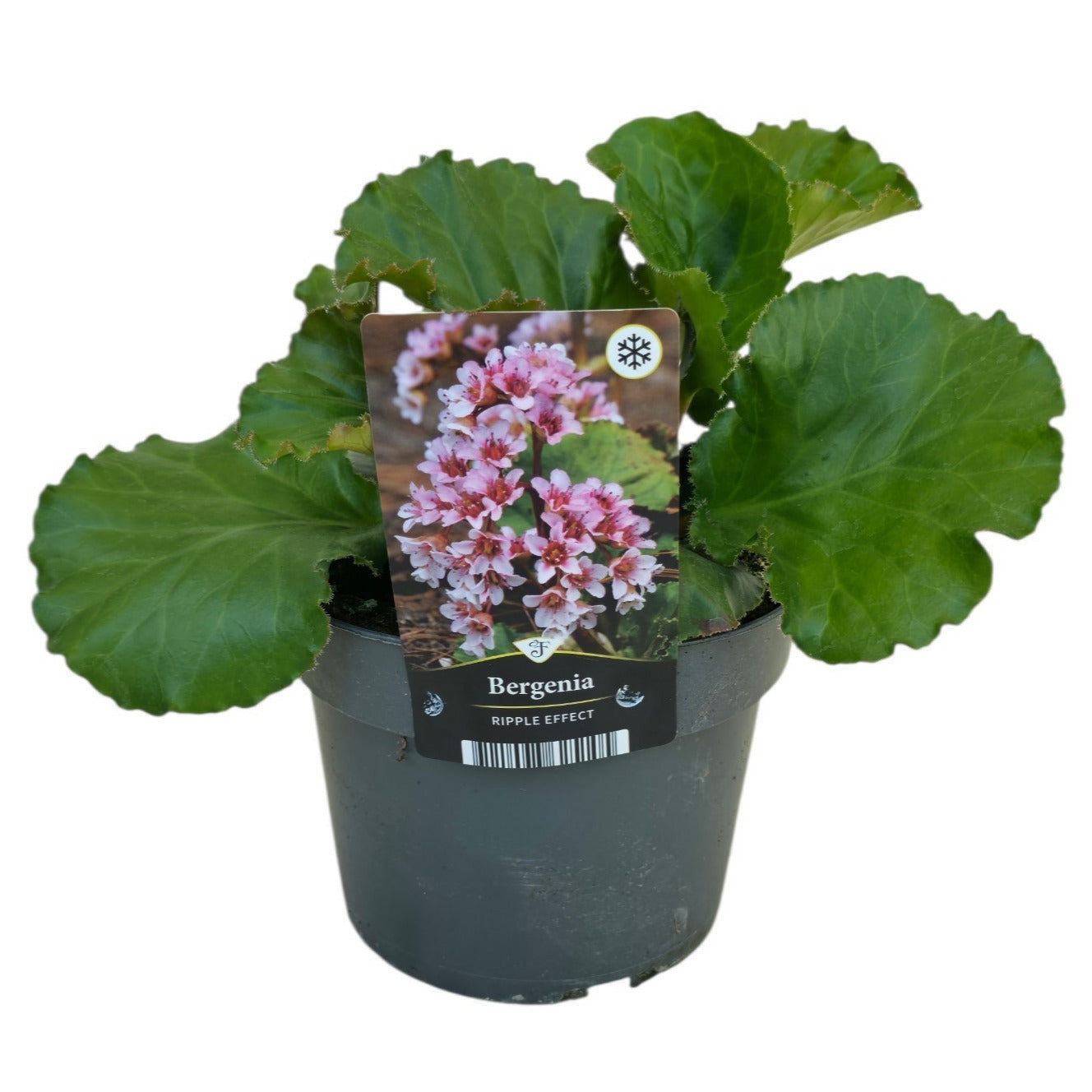 Bergenia 45cm 17cm Pot