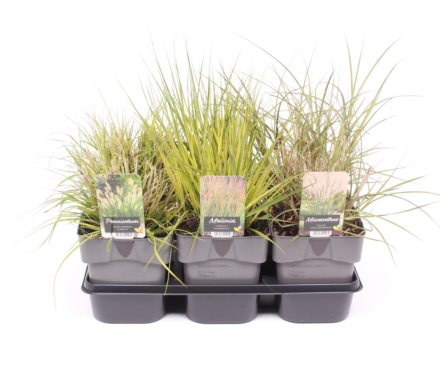 Grasses mix 35cm 17cm Pot