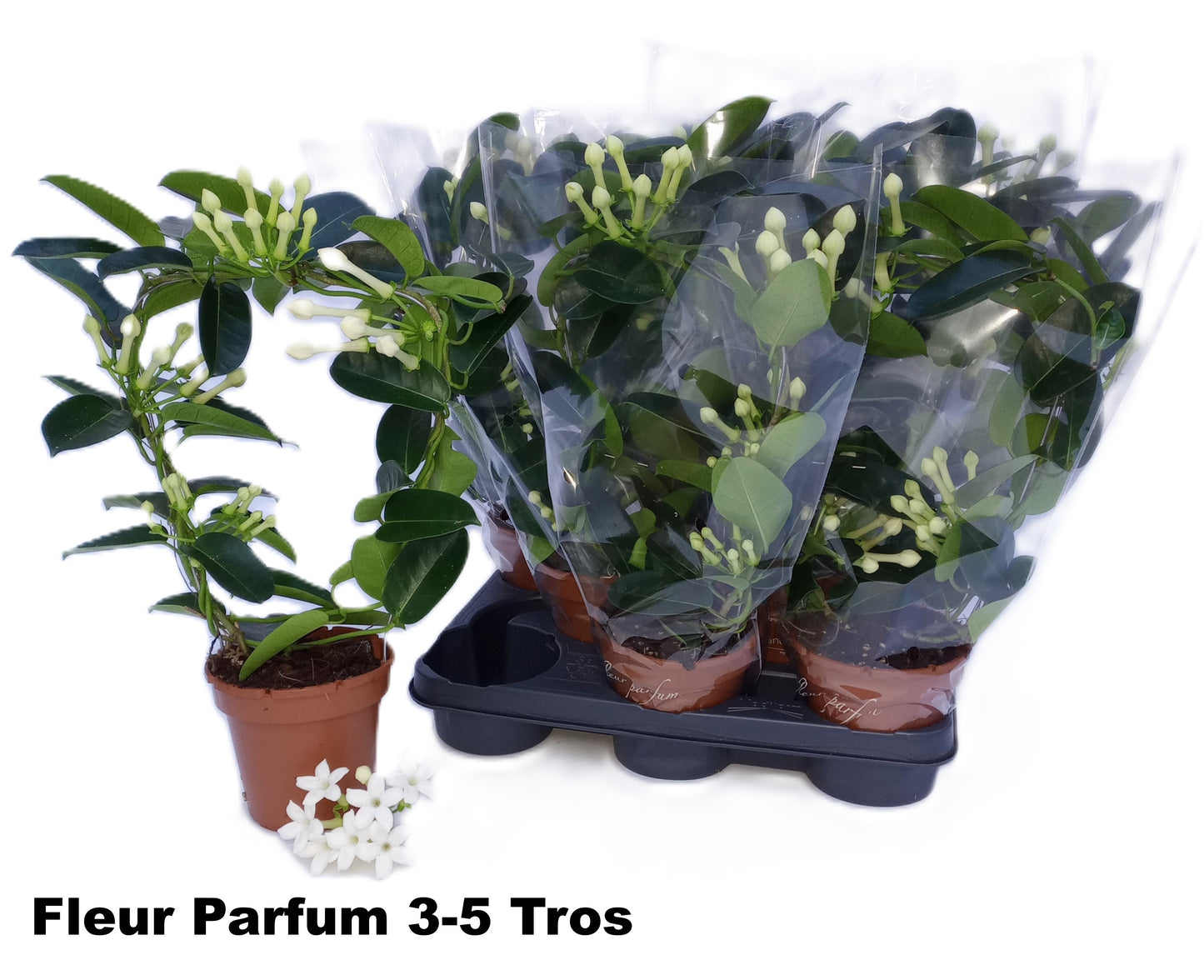 Stephanotis floribunda 45cm 12cm Pot