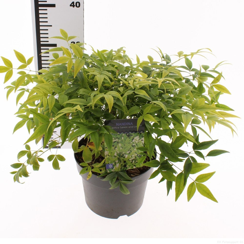 Nandina domestica 50cm 19cm Pot
