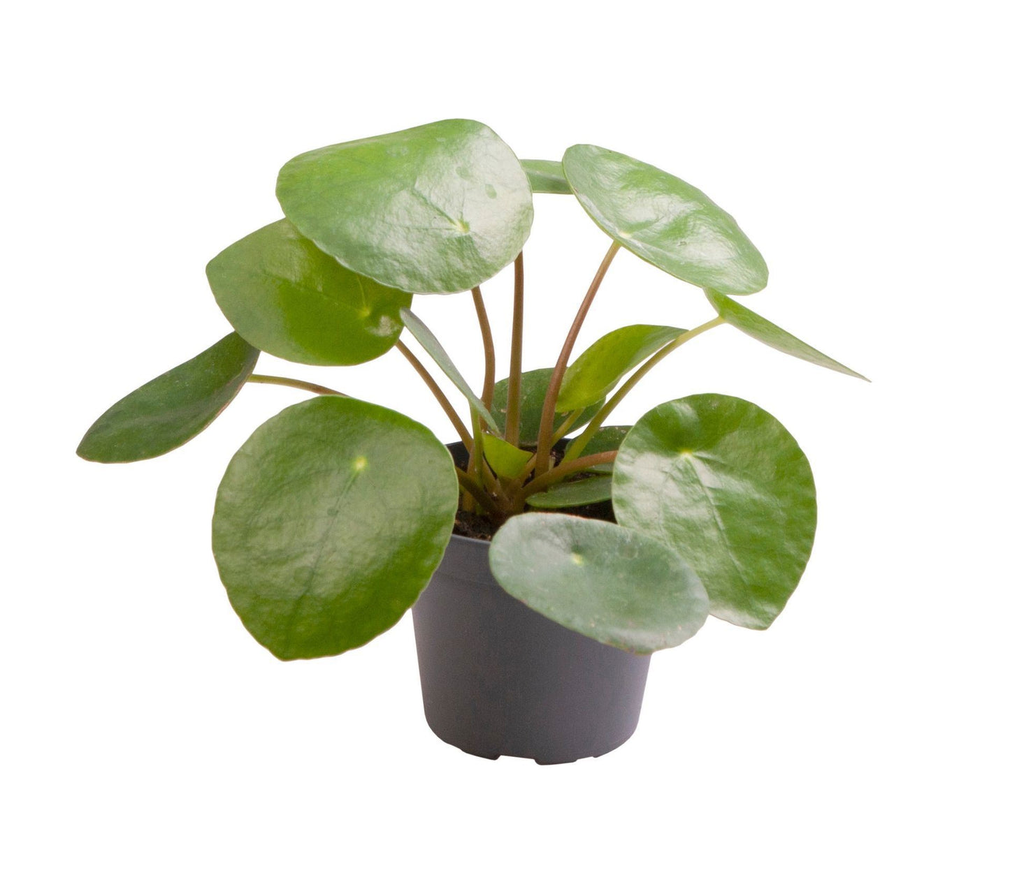 Pilea peperomioides 15cm 6cm Pot