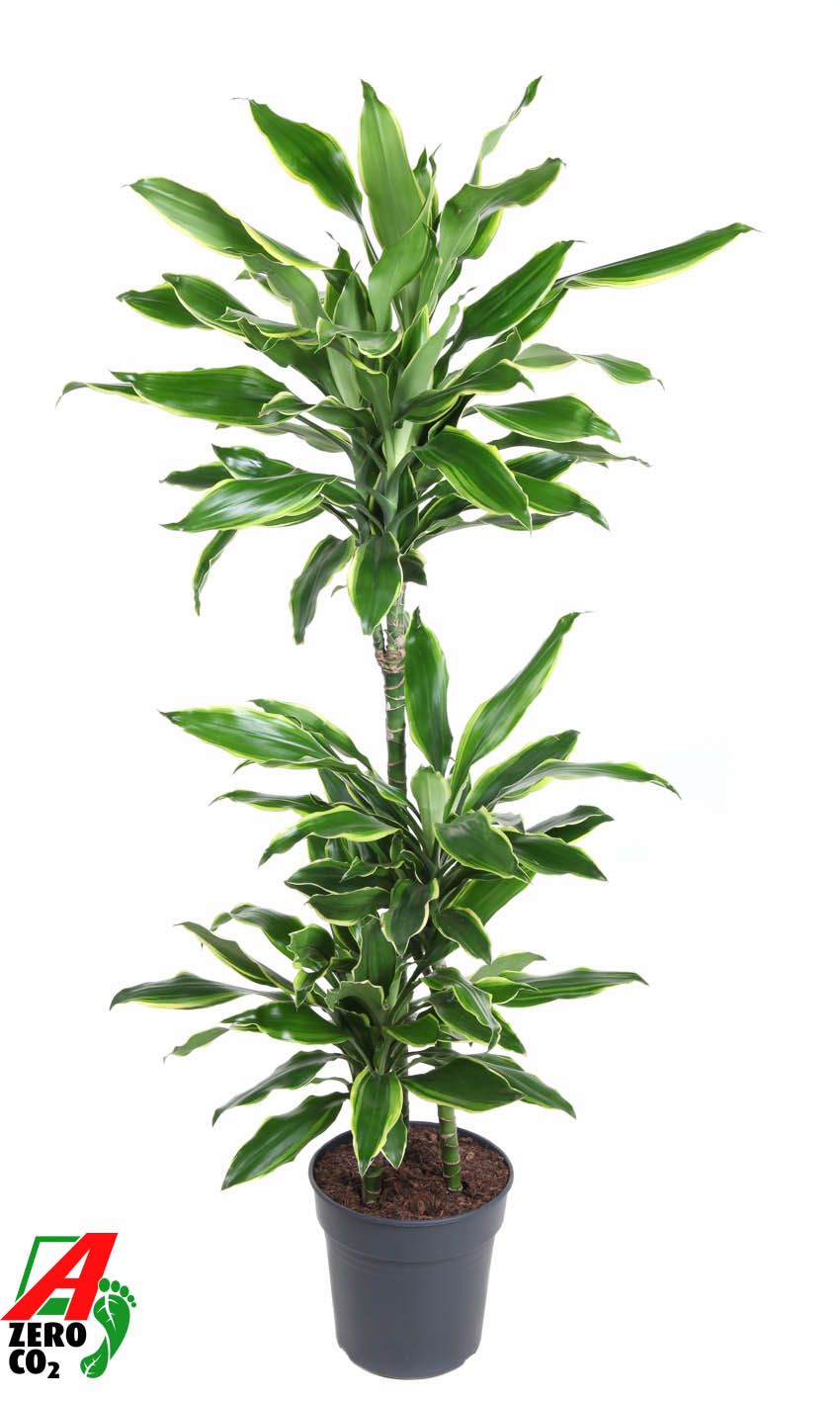 Dracaena fragrans Golden Coast 60-30-15 110cm 21cm Pot