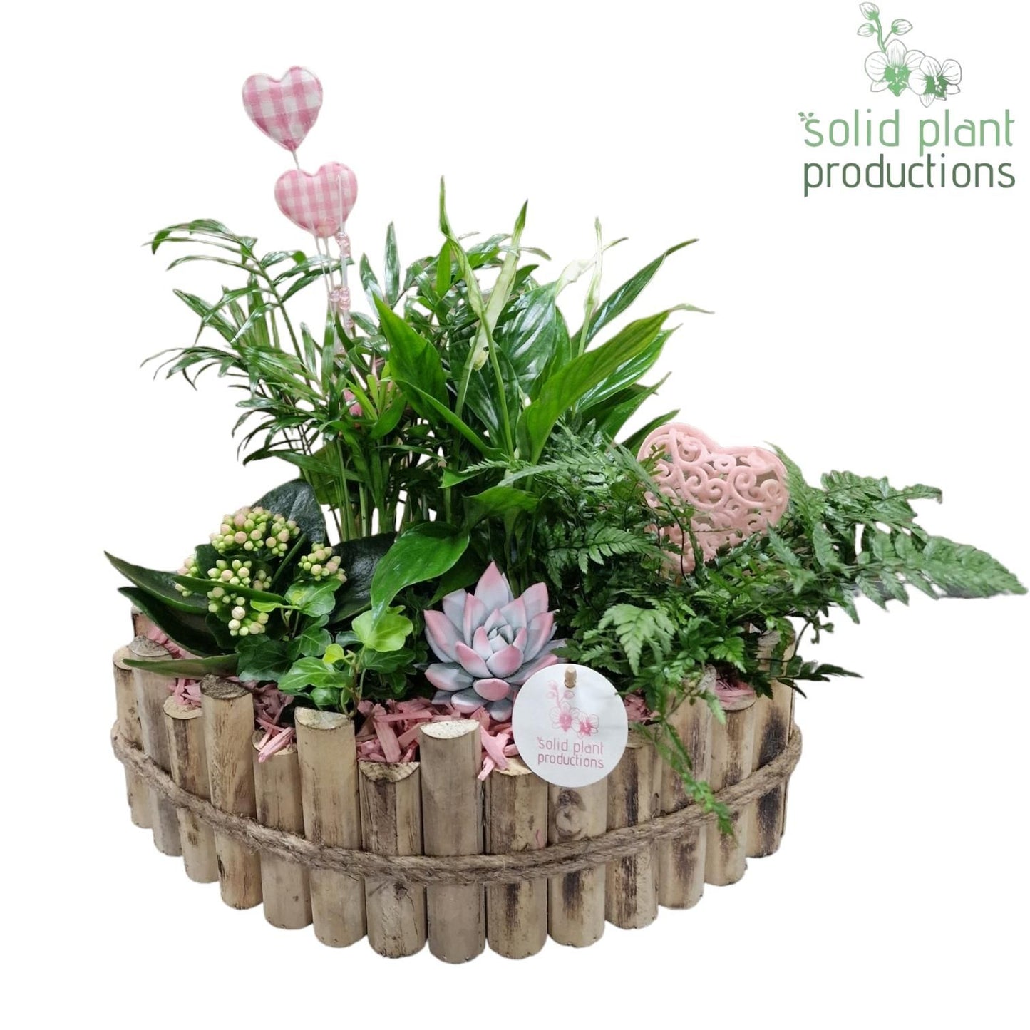 arr. Kamerplanten HVSC006PINK 40cm 35cm Pot