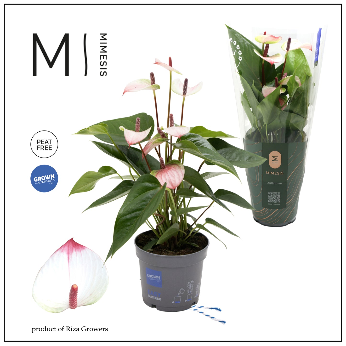 Anthurium Lipa Pink 45cm 12cm Pot