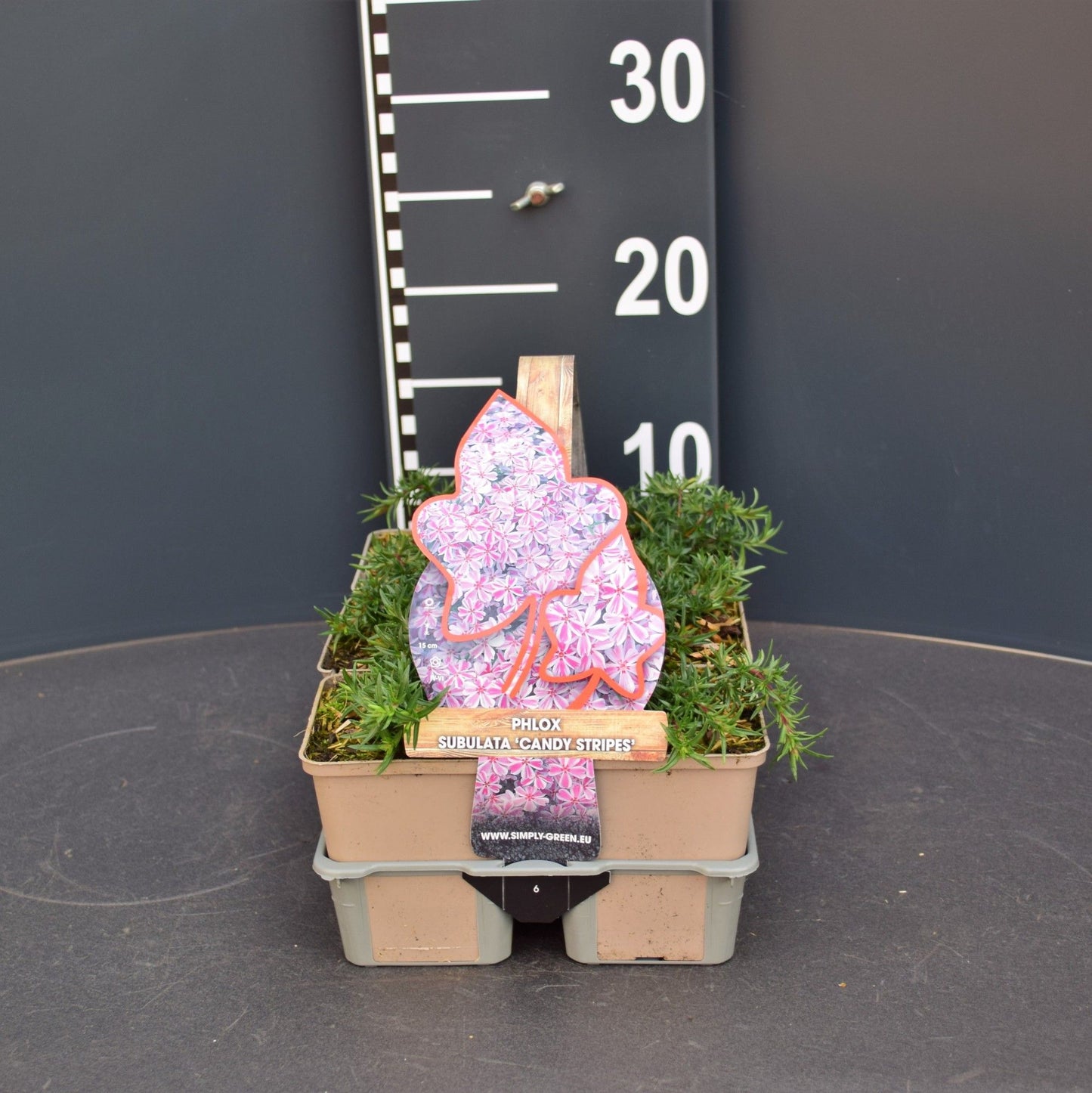 Phlox sub. Candy Stripes 5cm 9cm Pot