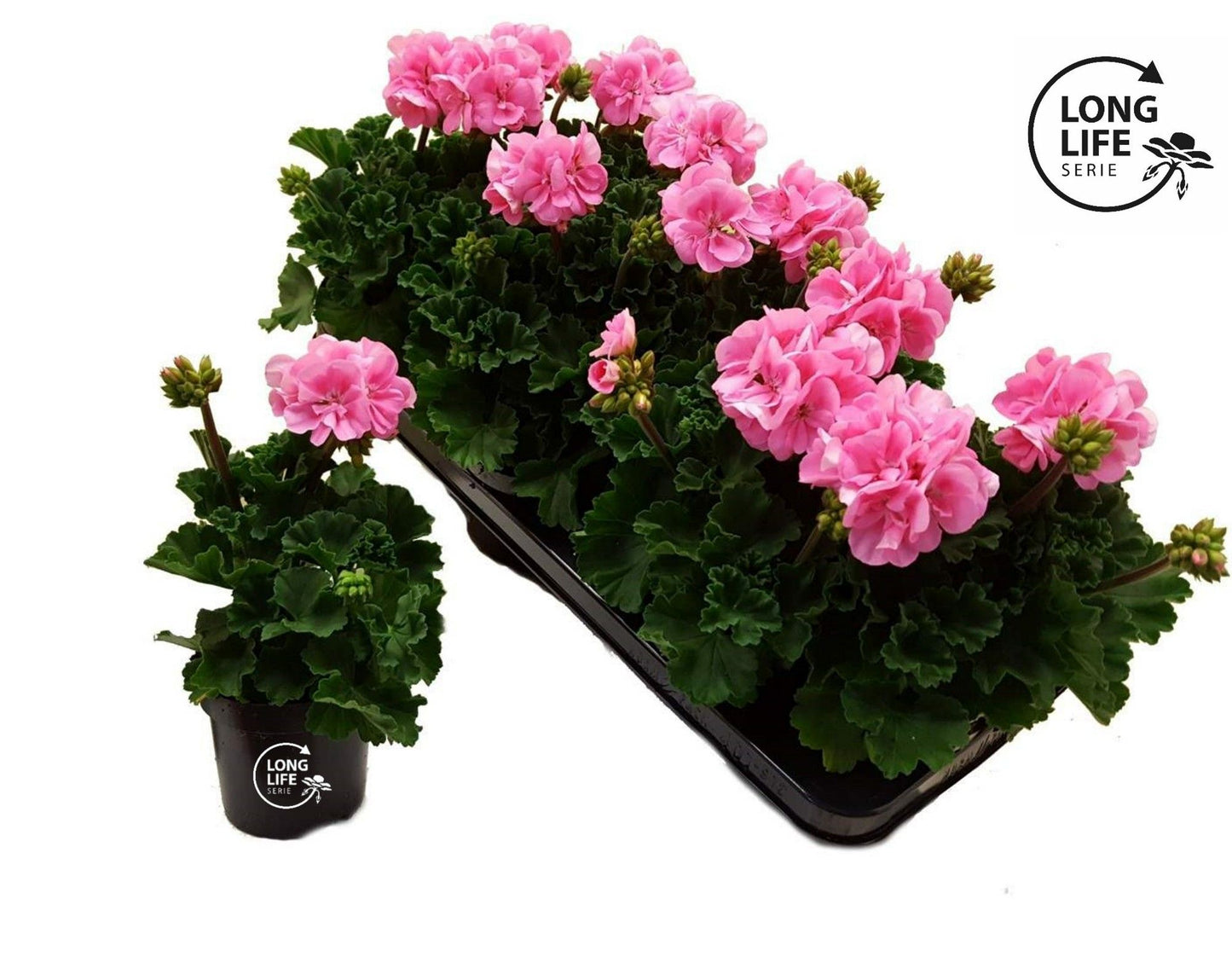 Pelargonium zon. pink 25cm 510cm Pot