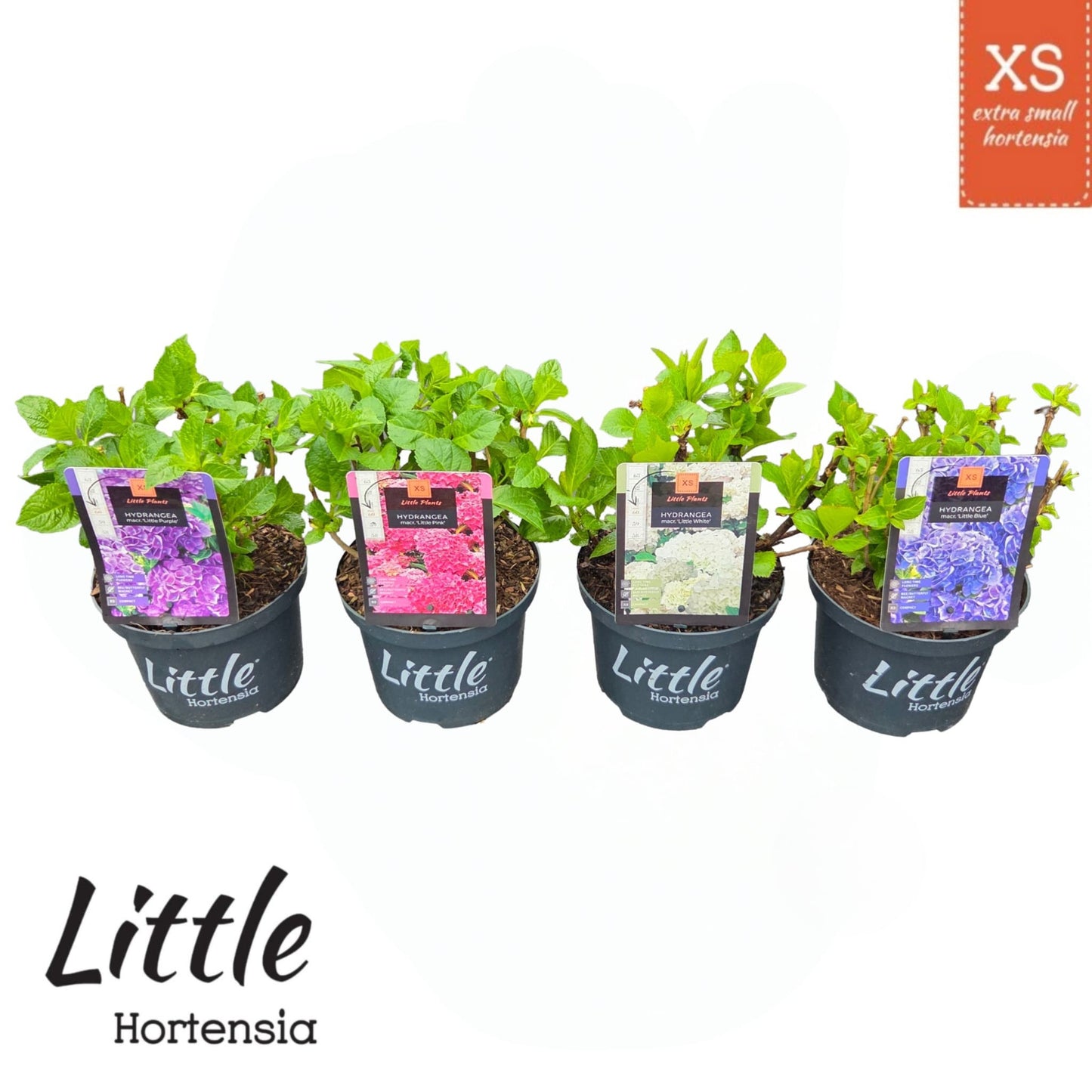 Hydrangea macr. Little Collection 30cm 17cm Pot