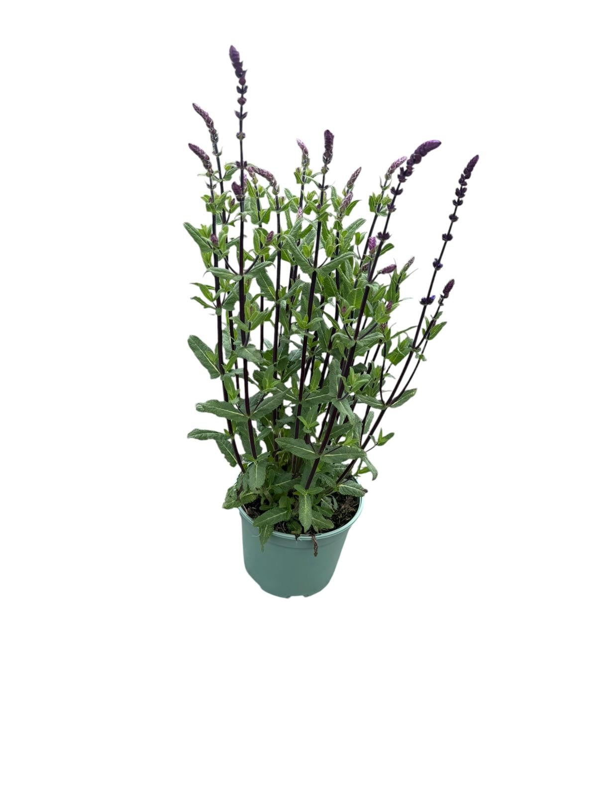 Salvia nem. Caradonna 60cm 17cm Pot