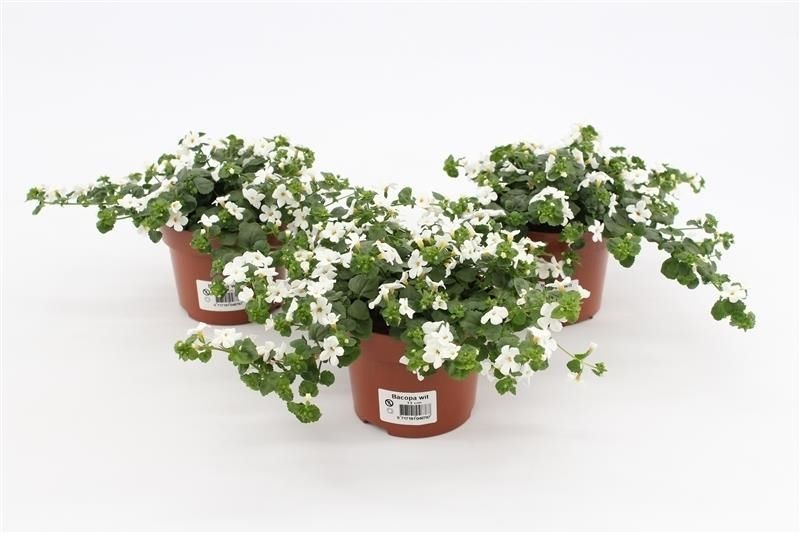 Sutera cor. (Bacopa) White Showers 15cm 13cm Pot