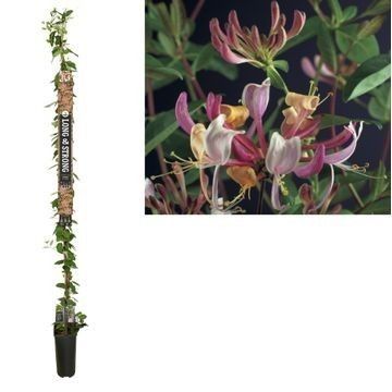 Lonicera per. Serotina 210cm 23cm Pot