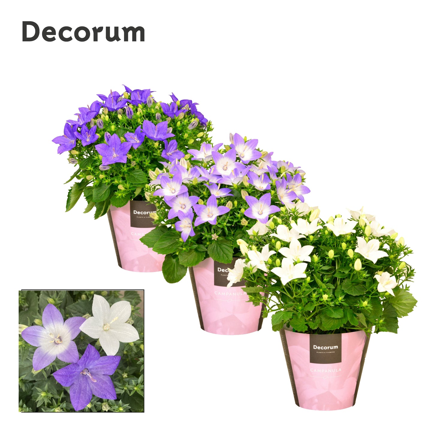 Campanula mix 20cm 11cm Pot