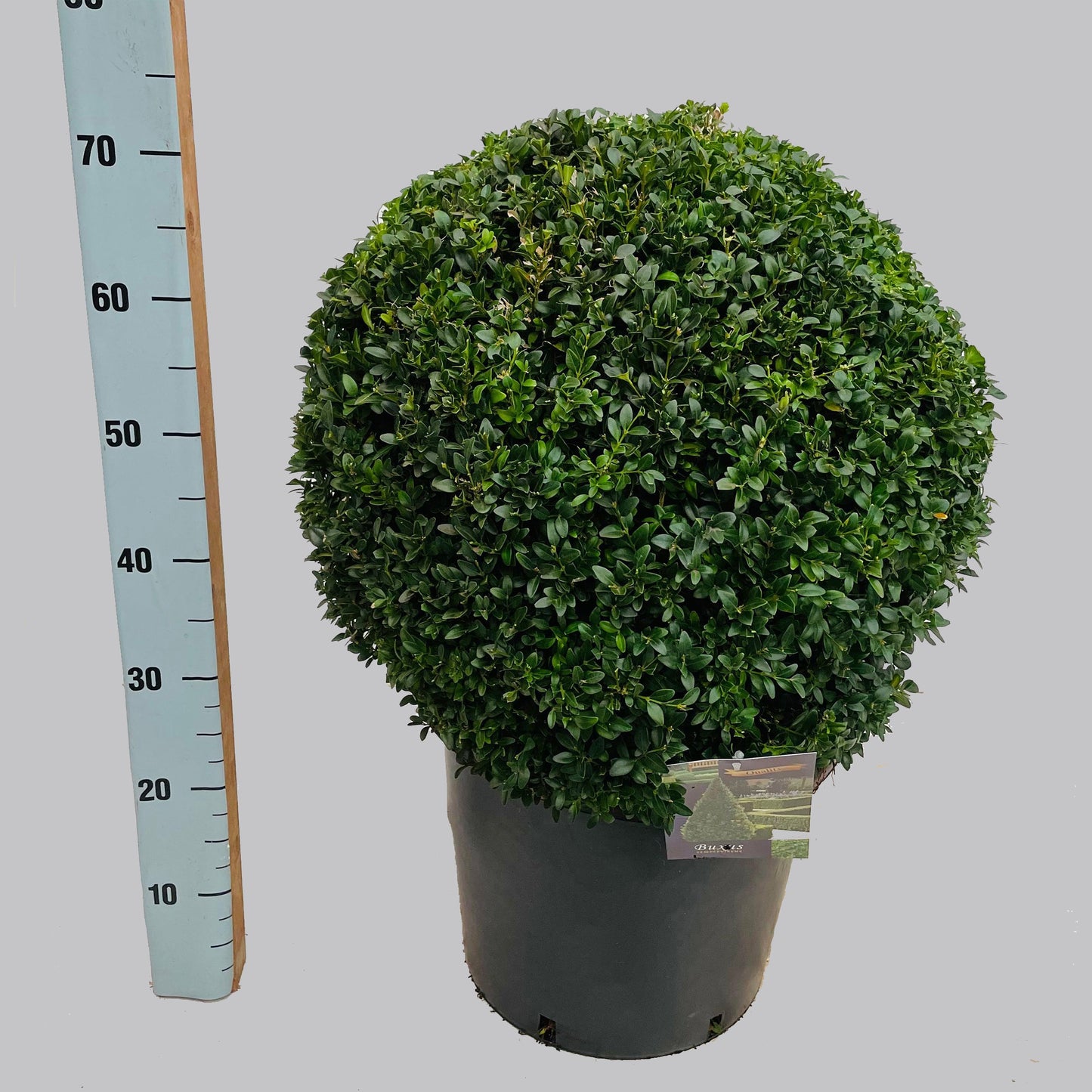Buxus sempervirens ball 70cm 37cm Pot