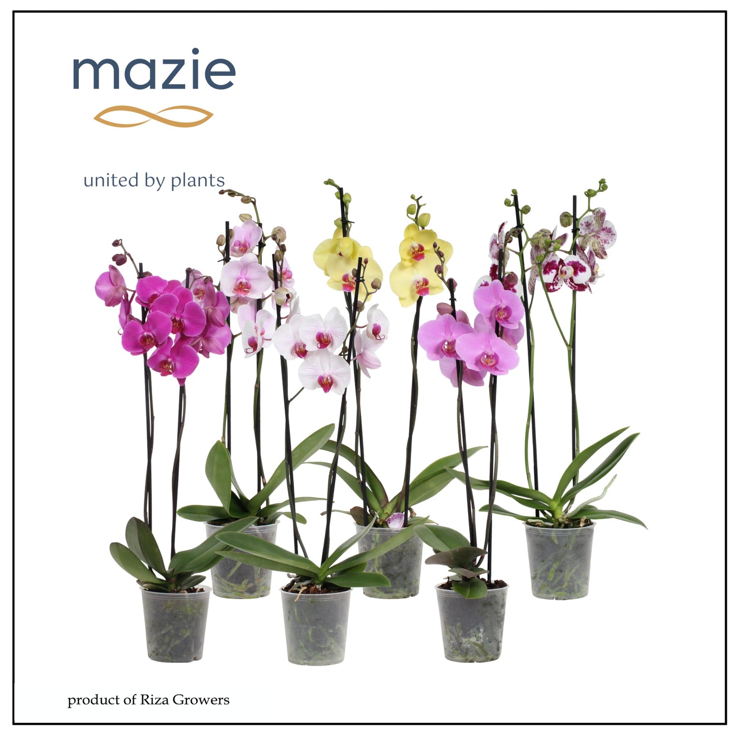 Phalaenopsis mix 55cm 12cm Pot