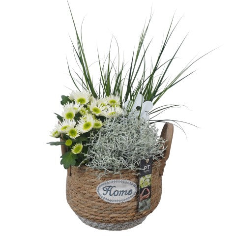 PTSO6032 Arrangementen Tuinplanten 45cm 21cm Pot