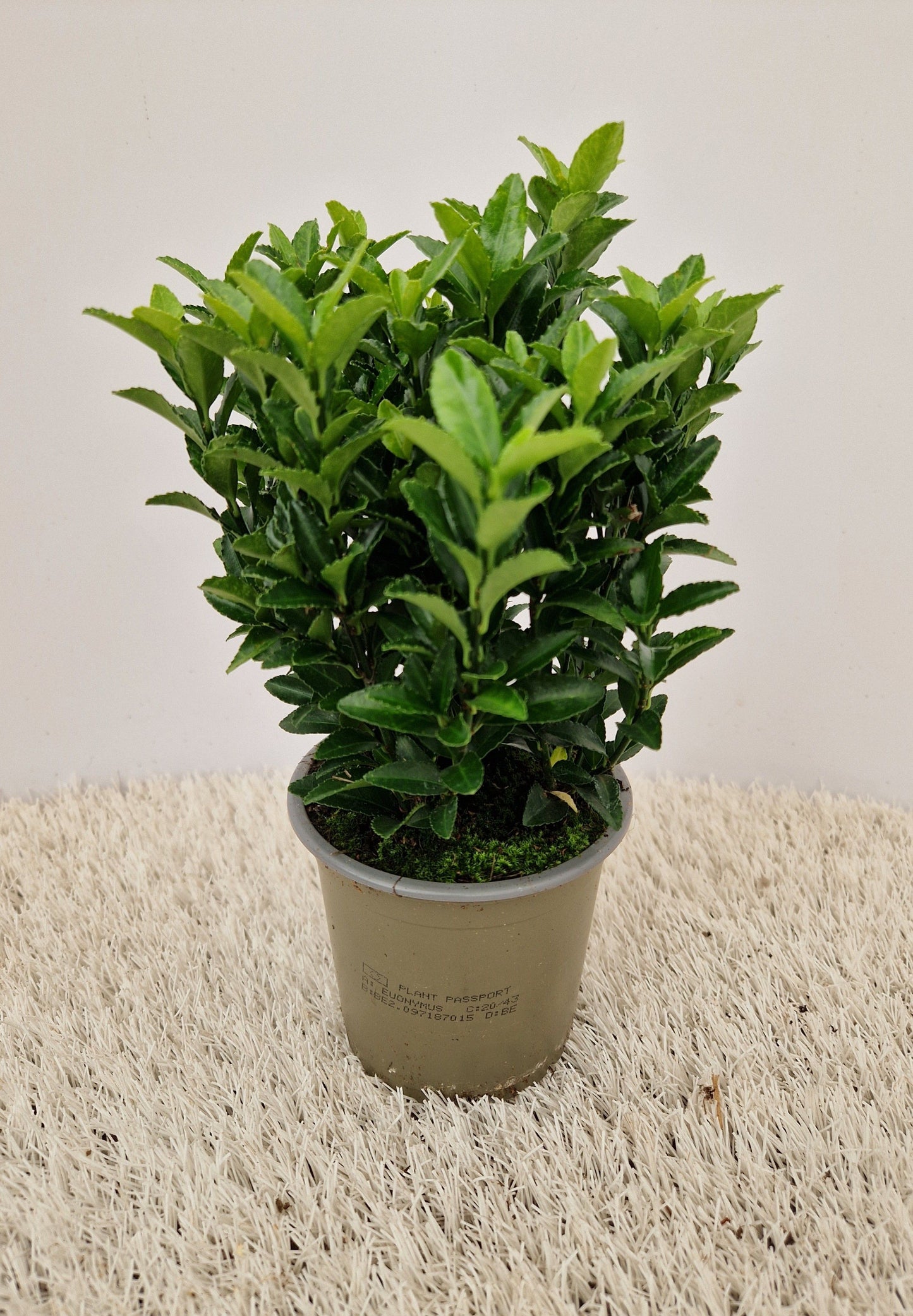 Euonymus jap. Green Spire 25cm 510cm Pot