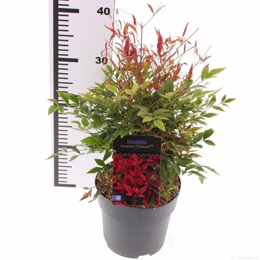 Nandina domestica Obsessed 30cm 17cm Pot