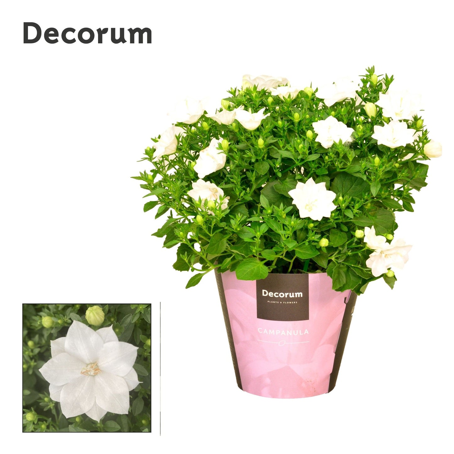 Campanula Dublin white 20cm 11cm Pot
