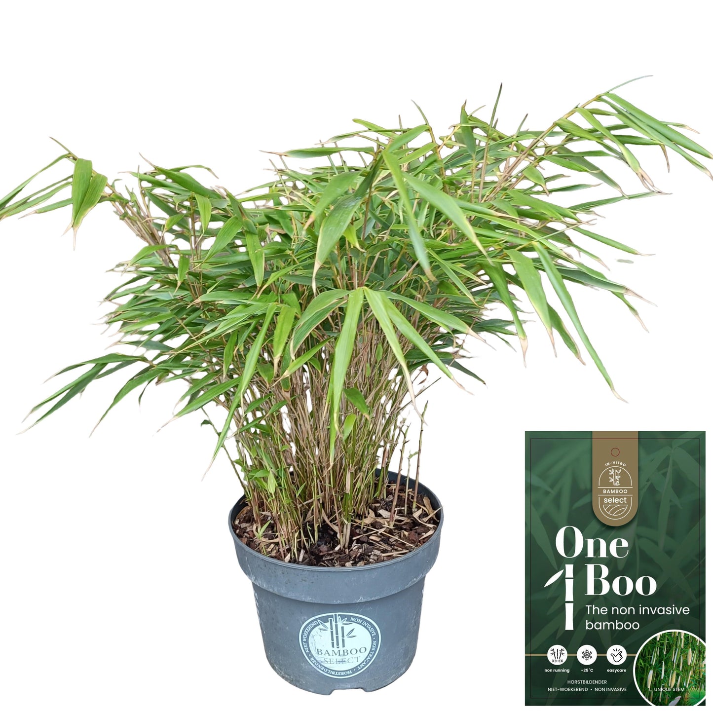Fargesia robusta Pingwu 55cm 23cm Pot