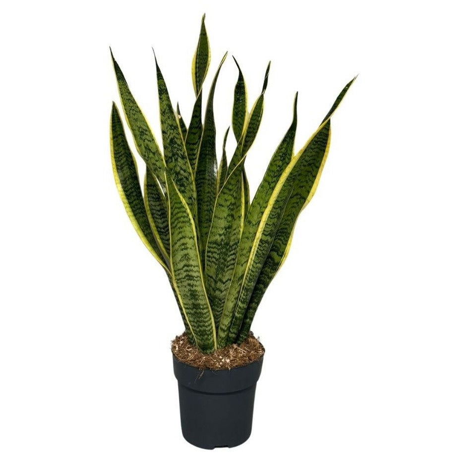 Growplant Sansevieria Laurentii Pack of 6