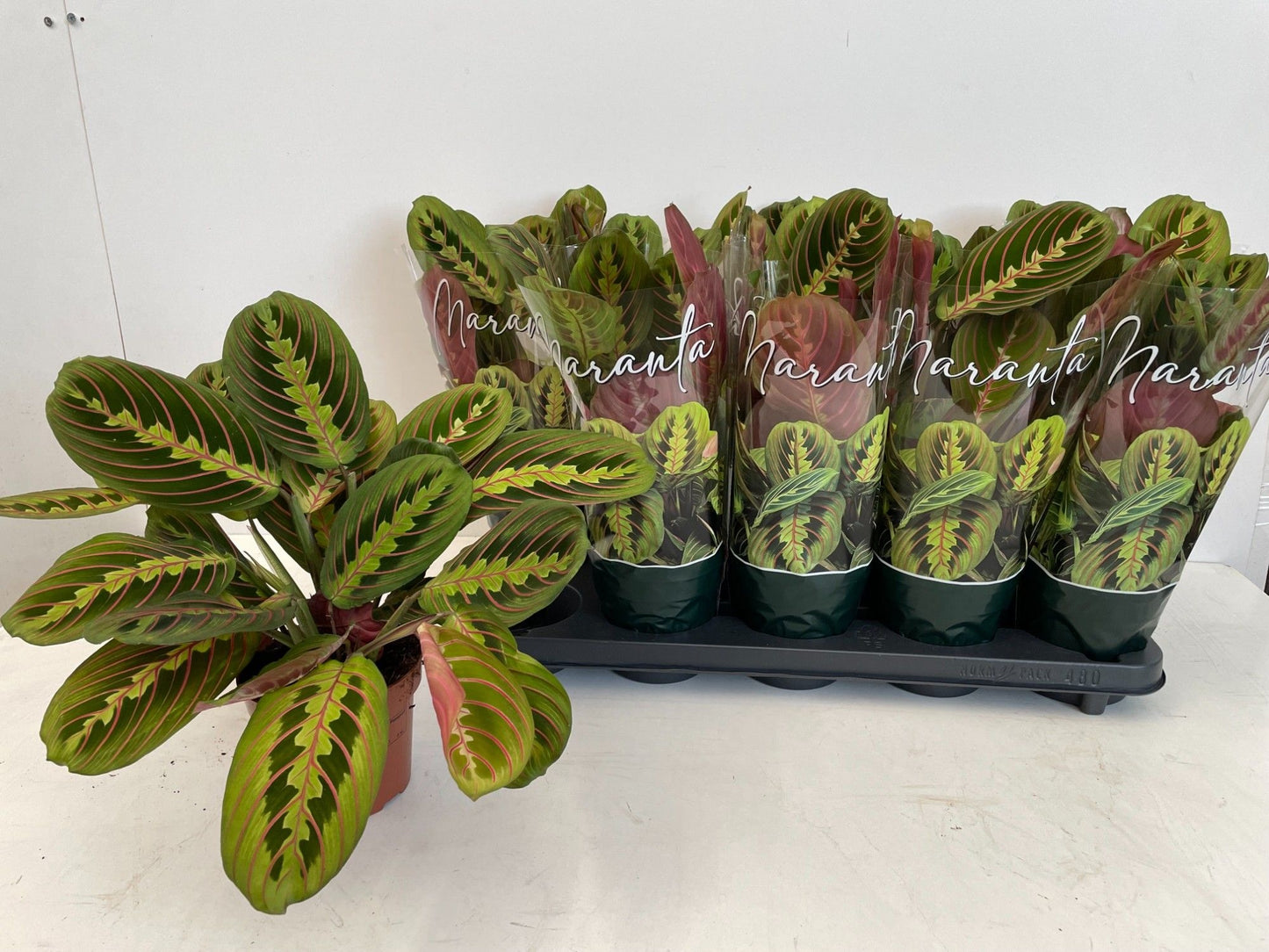 Molenkade, potplantenkwekerij (Sanders) Maranta Fascinator Pack of 10