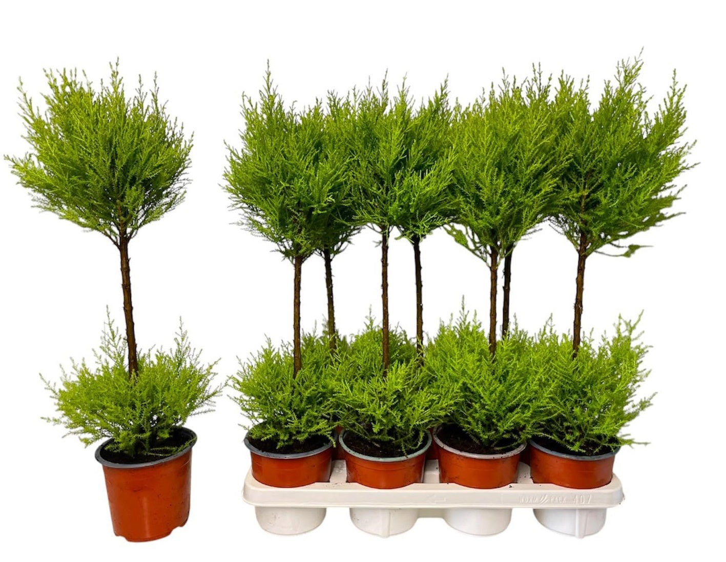 Cupressus Goldcrest Wilma duo-ball 65cm 14cm Pot